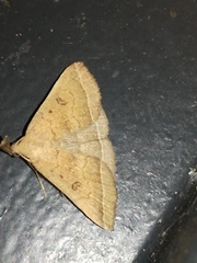 Pechipogo plumigeralis