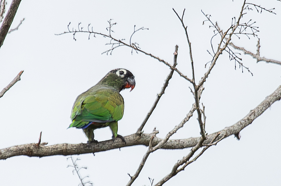 Bridge's Parrot