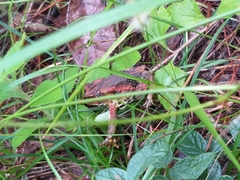 Incilius bocourti
