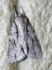 Acronicta laetifica