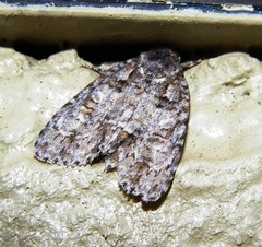 Acronicta increta