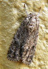 Acronicta impleta