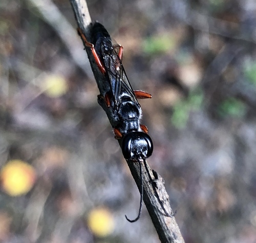 Podium rufipes photo 2