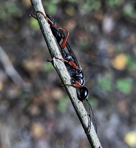 Podium rufipes photo 5