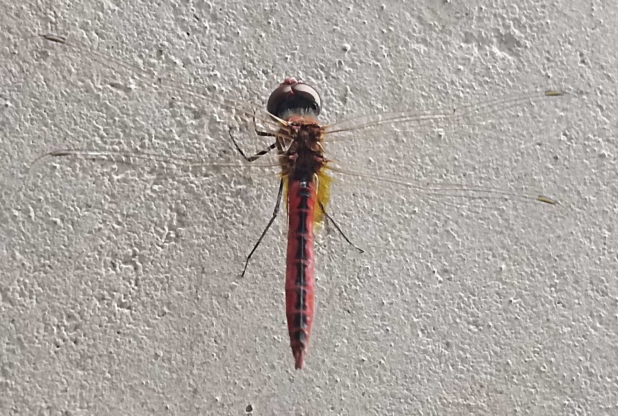 Estuarine Skimmer