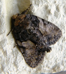 Chytonix