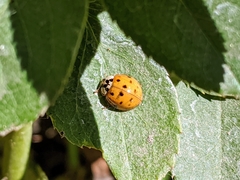 Harmonia axyridis