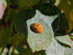 Harmonia axyridis