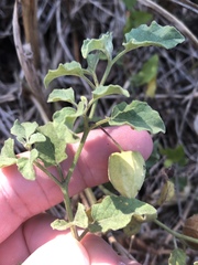 Physalis mollis mollis