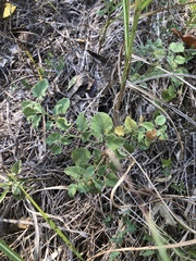 Physalis mollis mollis