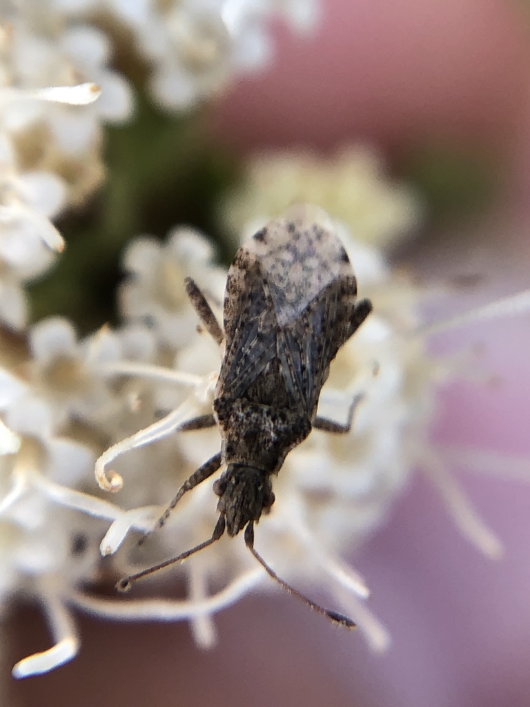 Aufeius impressicollis