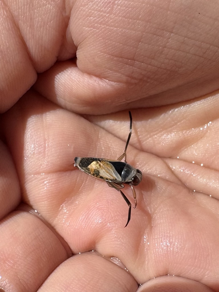 Kirby's Backswimmer