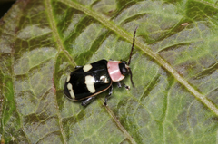 Omophoita boliviana