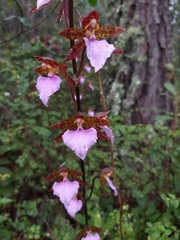 Rhynchostele bictoniensis