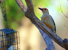 Melanerpes carolinus