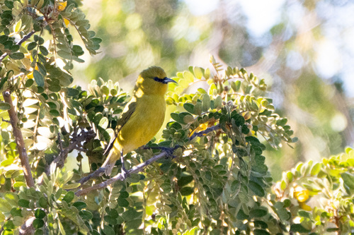 Chlorodrepanis virens observed 2024-12-26