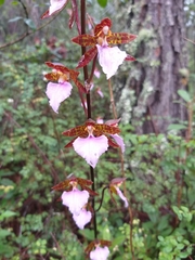 Rhynchostele bictoniensis