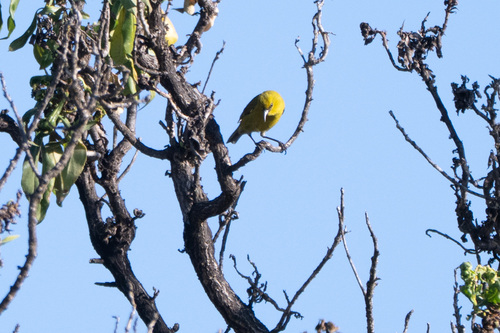 Chlorodrepanis virens observed 2024-12-26