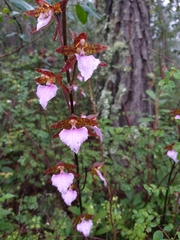 Rhynchostele bictoniensis