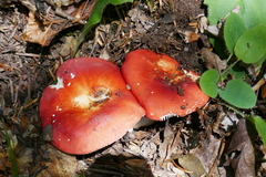 Russula lepida