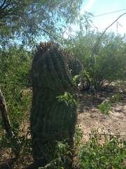 Ferocactus herrerae