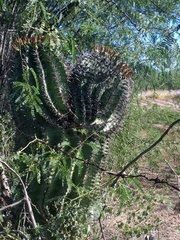 Ferocactus herrerae
