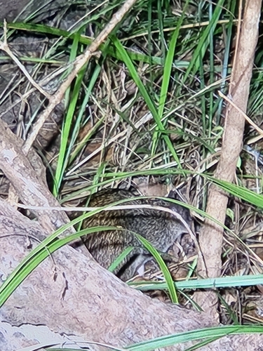 Echymipera rufescens observed 2025-07-16