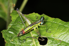 Eumastax salazari