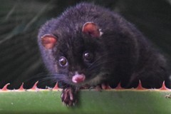 Pseudocheirus occidentalis