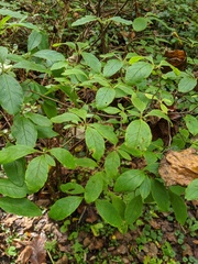 Rhododendron pilosum