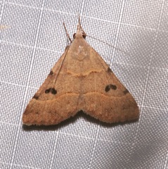 Hemeroplanis rectalis