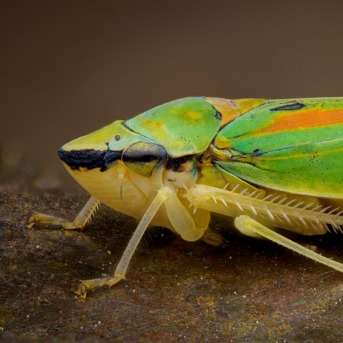 Rhododendron Leafhopper photo 5