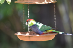 Purpureicephalus spurius