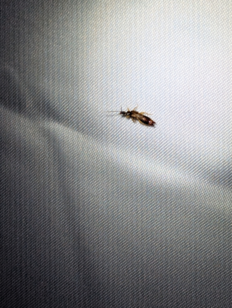 Lesser Earwig