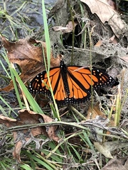 Danaus plexippus
