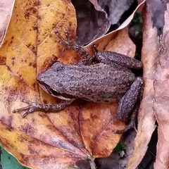 Pseudacris triseriata