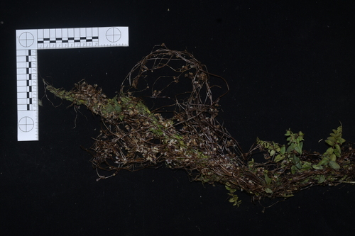 Cuscuta grandiflora