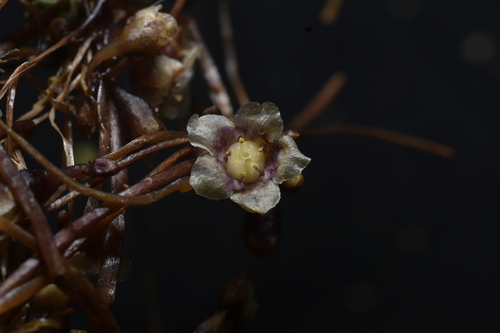 Cuscuta grandiflora, photograph 1