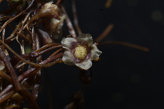 Cuscuta grandiflora, photograph Jhon A. Yuca-Palomino, CC BY, iNaturalist via GBIF