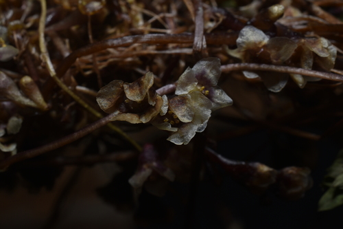 Cuscuta grandiflora, photograph 2