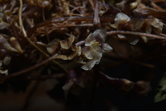 Cuscuta grandiflora, photograph Jhon A. Yuca-Palomino, CC BY, iNaturalist via GBIF