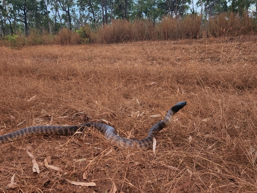 Black-headed Python sighting