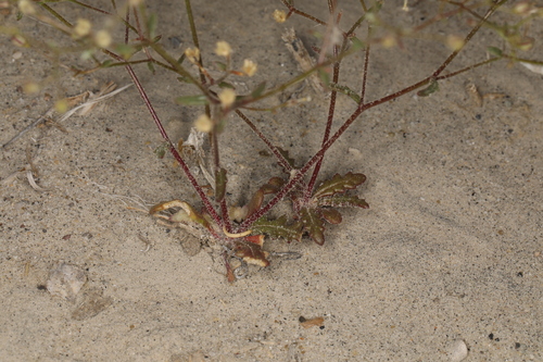 Aliciella humillima (Aliciella humillima)