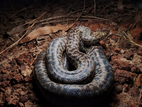 Papuan Spotted Python sighting