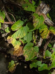Aristolochia macrophylla