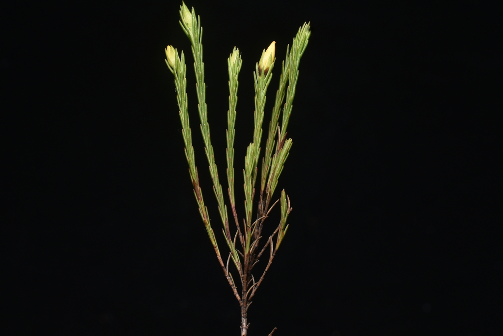Hypericum andinum (Hypericum andinum)