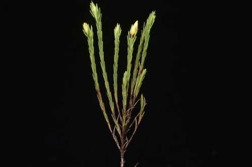Hypericum andinum (Hypericum andinum)