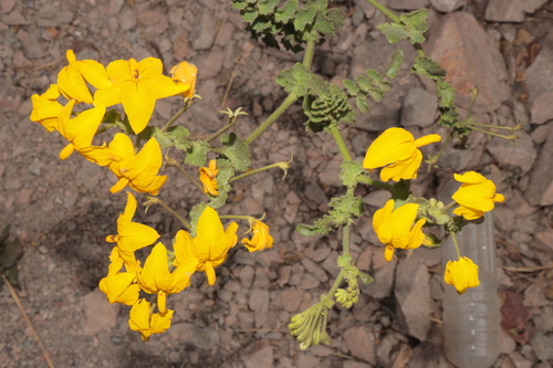 Solanum pennellii, photograph 2