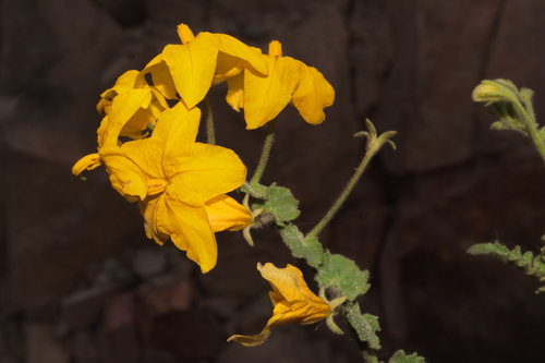 Solanum pennellii, photograph 3