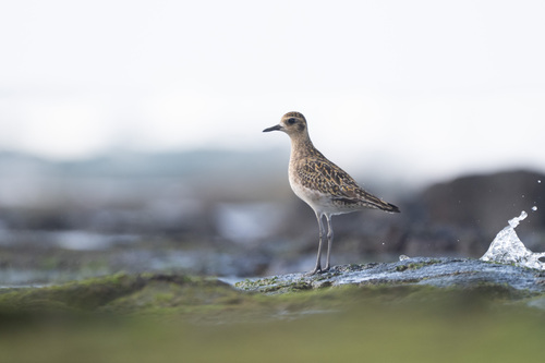 Chorlito dorado siberiano (Pluvialis fulva)